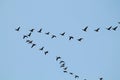 Wedge of flying wild Greater white-fronted geese Anser albifrons against blue sky