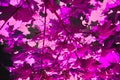 Wedge-shaped leaves and stems in pink and purple neon lights.