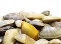 Wedge Shell, donax trunculus, Shells against White Background
