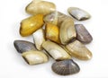 Wedge Shell, donax trunculus, Shells against White Background