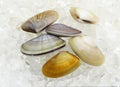 Wedge Shell, donax trunculus, Shells on Ice
