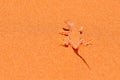 Wedge-snouted Desert Lizard, Meroles cuneirostri, endemic from Namib sand dune, Namibia. Reptile from the nature desert habitat. Royalty Free Stock Photo