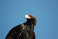 Wedge-tailed eagle Royalty Free Stock Photo