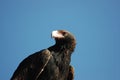 Wedge-tailed eagle