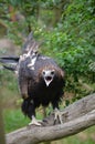 Wedge tailed eagle Royalty Free Stock Photo