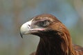 Wedge-tailed eagle