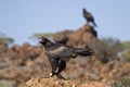 Wedge-tailed Eagle