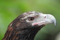 Wedge-tailed Eagle (Aquila audax)