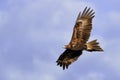 Wedge-tailed Eagle Aquila audax in flight