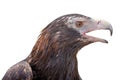 Wedge-tailed eagle Aquila audax isolated on white background