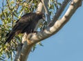 The wedge-tailed eagle (Aquila Audax) perched