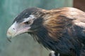 Wedge-tailed Eagle Aquila audax