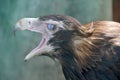 Wedge-tailed Eagle Aquila audax