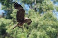 Flying wedge-tailed eagle in the Yarra Valley in Victoria, Australia