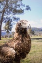 Wedge Tailed Eagle