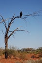 Wedge-tailed eagle on a dry tree