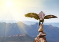 Wedge-tailed Eagle landing on rock cairn on mountain top
