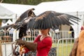 Wedge tailed eagle with wings spread, standing on gloved hand of female trainer / handler in red dress, getting ready for flight