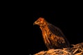 Wedge-tailed eagle & x28;Aquila audax& x29; in the nest against black background