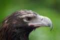 Wedge-tailed Eagle (Aquila audax)