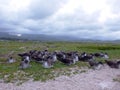 Wedge-tailed Shearwaters on Flat Island in Hawaii Royalty Free Stock Photo