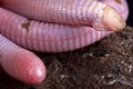 Wedgesnouted Worm Lizard Monopeltis decosteri