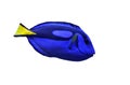 Wedgetailed Blue Tang (Paracanthurus hepatus)