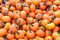 Wee-be-littles pumpkins Royalty Free Stock Photo