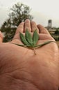 Weeds Royalty Free Stock Photo