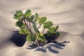 Weed on beach sand pattern, Alibaug, Maharashtra, India Royalty Free Stock Photo