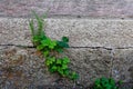 Weed in the broken rock and wooden pathway Royalty Free Stock Photo