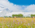 The weed ,Common Spiderwort,Murdannia nudiflora,Commelinaceae,flower,harvest season of paddy rice field, ripe of brown paddy rice Royalty Free Stock Photo