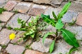 Weed control in the city. Dandelion and thistle.