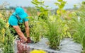 Weed Control Fabric Installed by Professional Landscaper