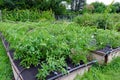 Weed control - growing tomatoes in a Spunbond Nonwoven