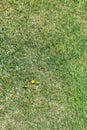 Weed dandelion flower on clipped green lawn