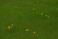 Weed dandelion on the home lawn. A landscaping. Copy space. Selective focus Royalty Free Stock Photo