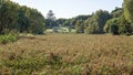 Weed Environment In Botanic Gardens Royalty Free Stock Photo