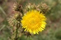 Dandelion, herb, weed-flower.