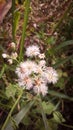 weed flowers that fluff up like unraveling cotton