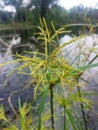 weed flowers on the lake are blooming Royalty Free Stock Photo