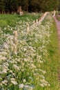 Weed flowers in the verge of a road