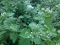 weed flowers in the yard