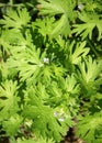 Weed Geranium dissectum