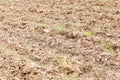 Weed grass on dry soil ground cultivated land. Royalty Free Stock Photo