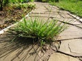 The weed grew in a garden path from flagstone