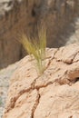 Weed Grow out of a Desert Rock