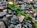 Weed grow in the rock and stone