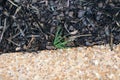 Weed growing along a sidewalk Royalty Free Stock Photo