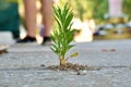 weed growing through crack in cocrete pavement Royalty Free Stock Photo